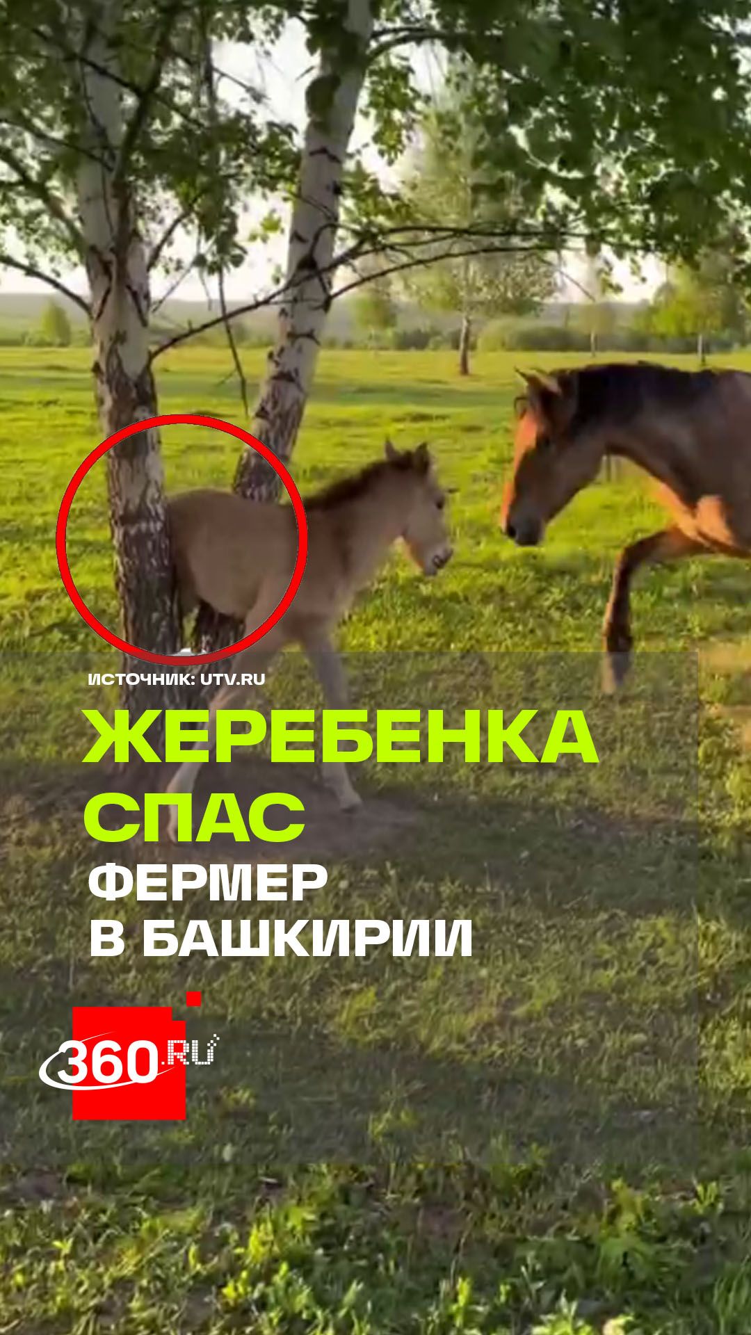 Лошадь позвала на помощь: фермер в Башкирии спас застрявшего жеребенка