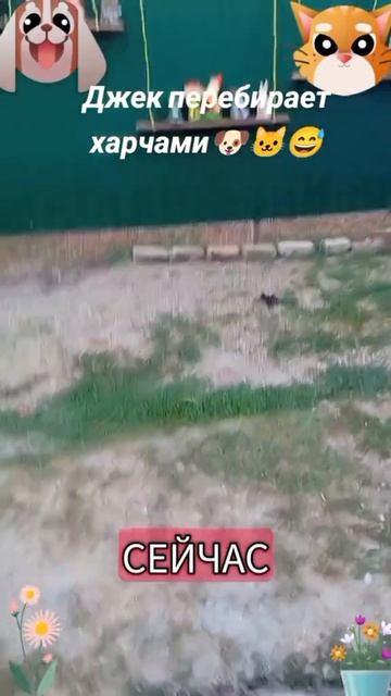 Джек перебирает харчами-1🐶🐱🙂