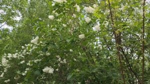 «Белая сирень»...Помните песню Евгения Мартынова на стихи Анатолия Поперечного?