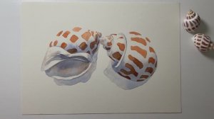 Рисуем ракушки акварелью