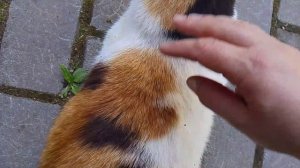 😺😺💖💖