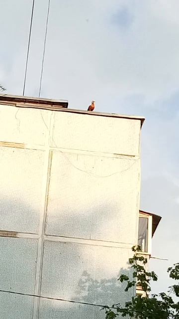 VID_20260514_190306