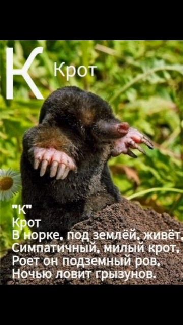 Буква К Крот