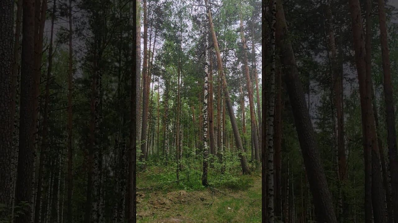 Звуки кукушки в лесу