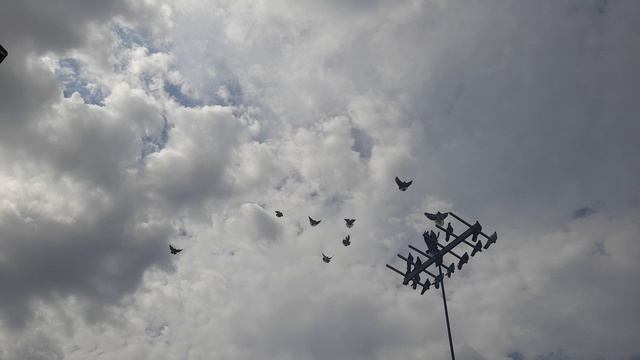 Николаевские голуби молодежь