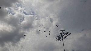 Николаевские голуби молодежь