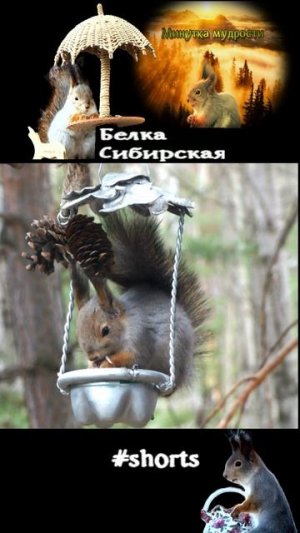 Белка безмятежно ест на кормушке