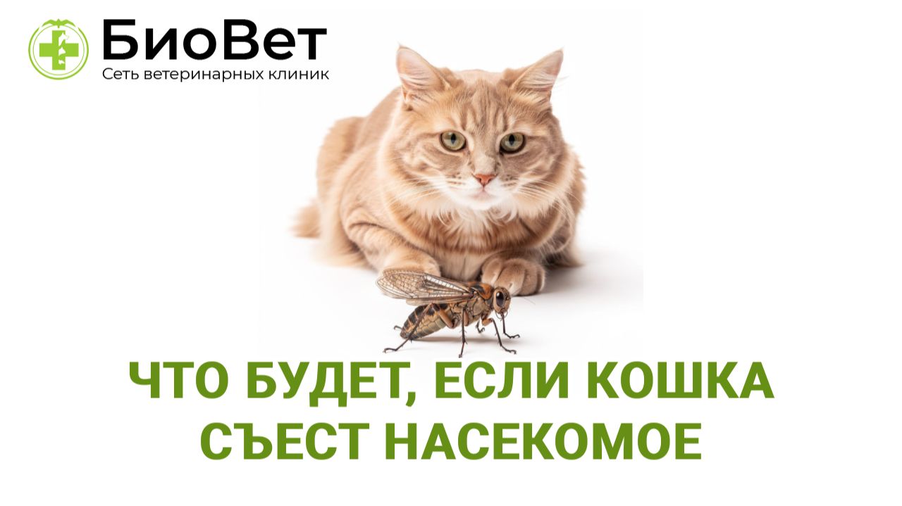 Что будет, если кошка съест насекомое смотреть онлайн