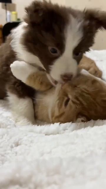 Клип @meowtaverse