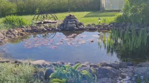 На даче жара как на юге +30🏡Цветут поздние тюльпаны!🌷Покосила траву.Расставила садовые фонарики.