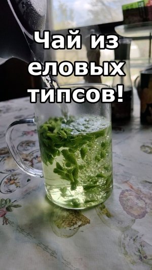Чай из еловых типсов! #чай