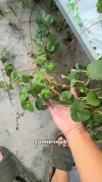 Новости с фазенды 🌱