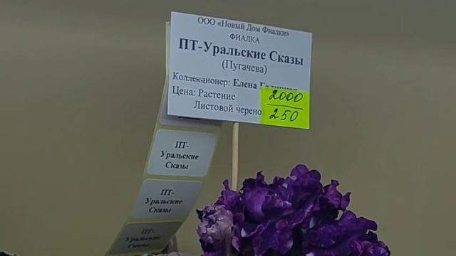 18.05.2026.Москва.Выставка фиалок в Доме фиалок.