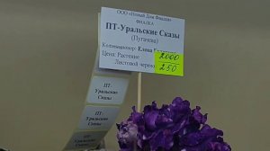 18.05.2026.Москва.Выставка фиалок в Доме фиалок.