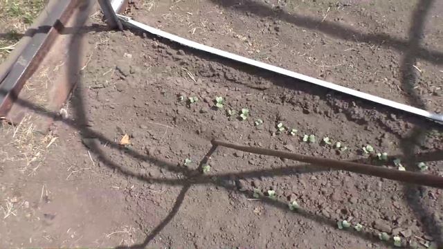 Посев кукурузы вместе с редиской
