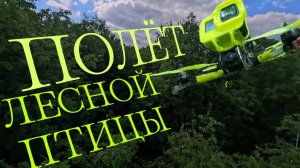 Весенний полет лесной птицы