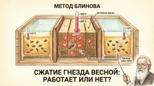 Метод Блинова: спасение слабых семей или ошибка? Отвечает профессор Кашковский 🐝📚