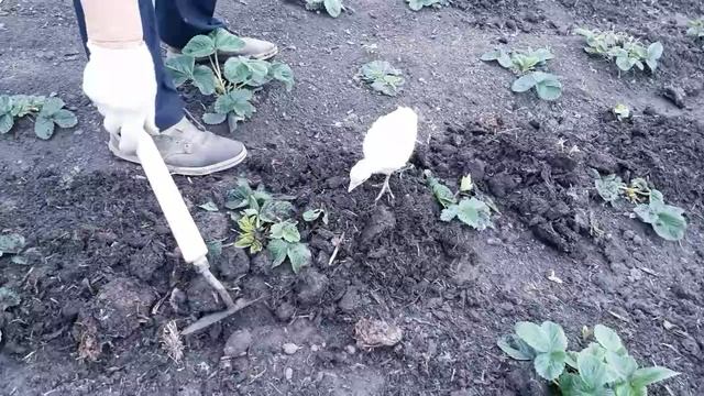 _ САД И ОГОРОД _  Подкормка клубники.