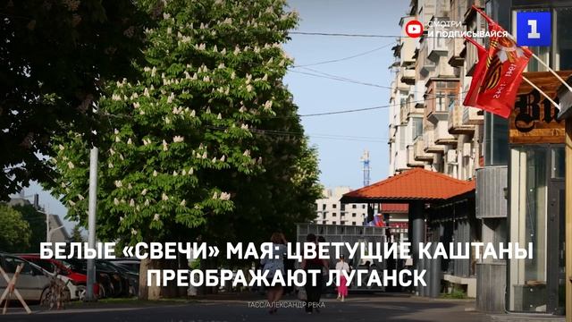 Белые «свечи» мая: цветущие каштаны преображают Луганск