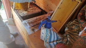 ГИГАНТ развивается, строит.Основная не деленная семья.