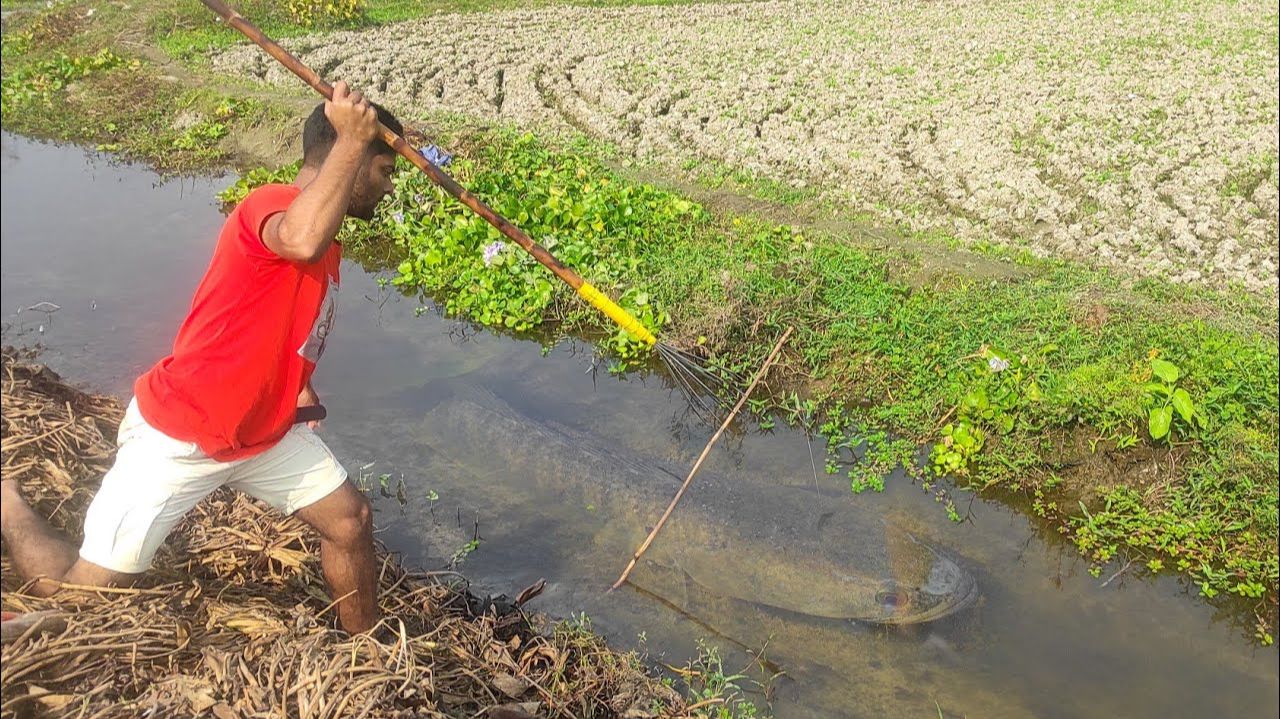 Unbelievable Drean Fishing Technique ❤️ Unique Fishing Style With Tata In Drean ❤️ Best Tata Fishing