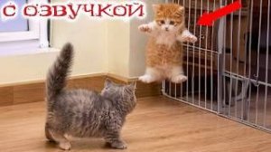 Приколы_с_котами__С_ОЗВУЧКОЙ__Смешные_коты__Угарные_Смешные_животные___ДО_СЛЕЗ_