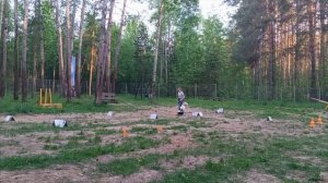 Ро1 дебют , Мыльникова Елена и метис Берта .Кубок Панды 2026 по Ралли Обидиенс онлайн.