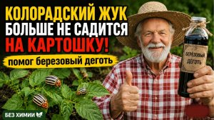 КОЛОРАДСКИЙ ЖУК БОЛЬШЕ НЕ САДИТСЯ НА КАРТОШКУ!