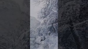 Песня Красной шапочки!