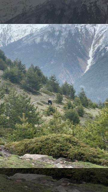 Одинокая Лошадь среди вершин и воздуха свободы🏞Дыхание Кавказа, горы❤️#Эльбрус #горы #природа #май