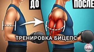 Тренировка бицепс