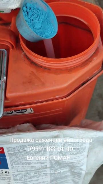 Саженцы винограда  +7(959)-183-01-40 Евгений РОМАН