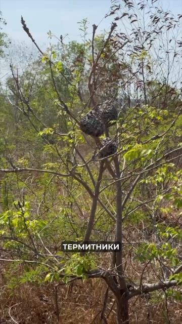 Муровейник на дереве!