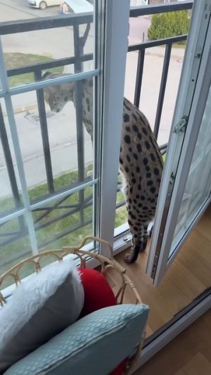 Шлейку уже купили и уже гуляем😍Доча она как собака,с ней надо гулять каждый день🤭Как у вас погода?