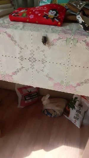 Большой жук