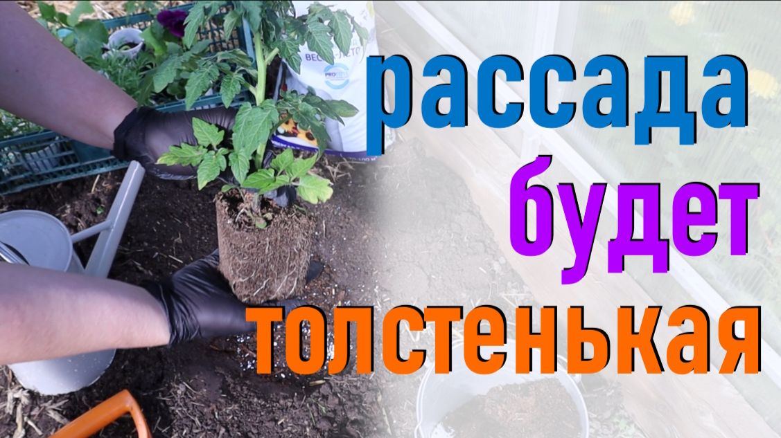 При посадке томатов важно в лунку добавить это эффективное удобрение