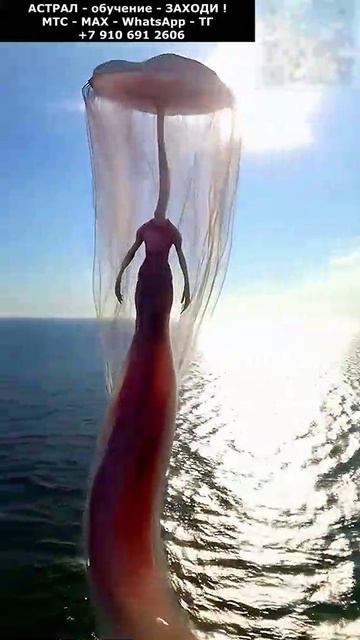 Фантастические морские чудовища. Мистика и фантастика. Невероятное #невероятное #чудо #необычный