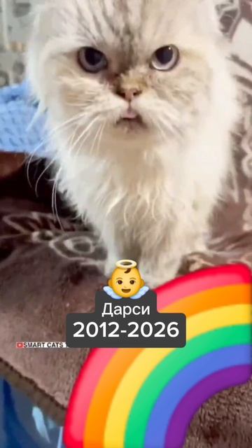 Бабушка Дарси ночью ушла в подвал и уснула там навсегда 😇🌈❤️🙏👼