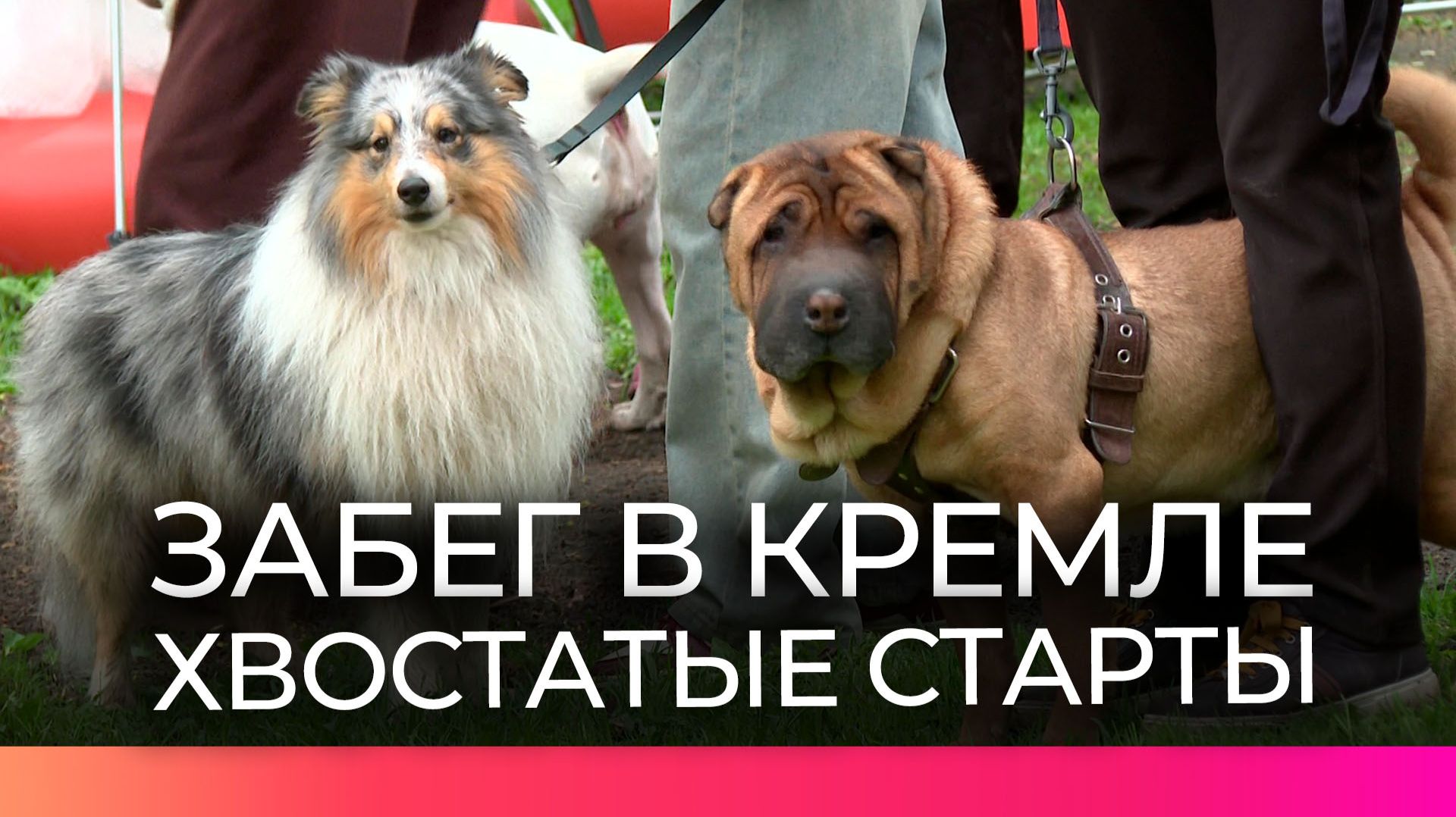 В Великом Новгороде завершились «Хвостатые старты»
