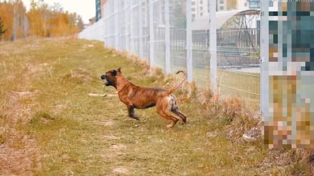 Канарский дог Валиенте Вито в весенней зарисовке!