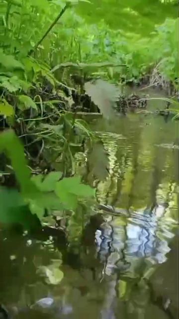 У ручья в лесу, 18.05.2026г.
Зарисовка.