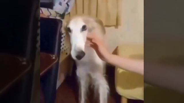 Нельзя просто так взять и погладить борзую