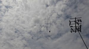 Николаевские голуби молодой темный