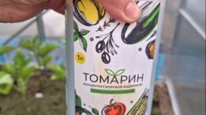 Продолжение эксперимента с удобрением Томарин. Подкормка в теплицах, посадка кабачков
