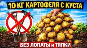 Картофельная революция, получи рекордный урожай!