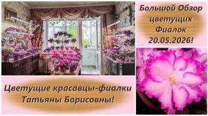 Большой Обзор цветущих Фиалок 20.05.2026! Цветущие красавцы-фиалки Татьяны Борисовны!