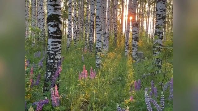 Журавли- Исполняет Светлана Ильченко