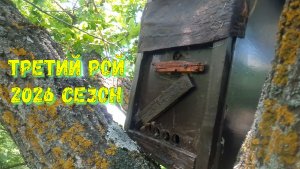 Третий рой  за сезон 2026