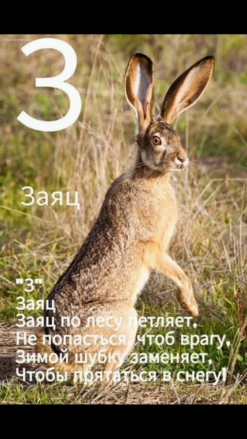 Буква З Заяц