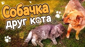 Собака друг кота